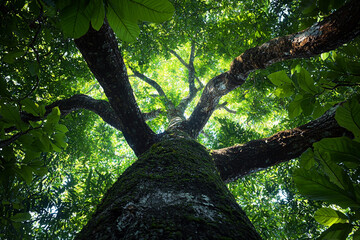 Looking up at a majestic tree in a lush green rainforest
