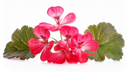 Geranium on white background isolated. Beautiful flower.