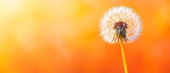 Obraz premium A dandelion with a yellow background