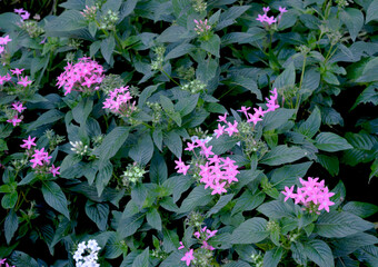 ピンク色のペンタスの画像