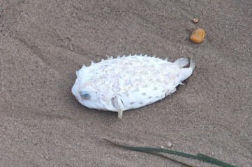sun bleached dead white puffer fish