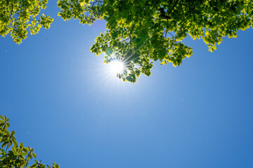 Sunlight shining through green leaves