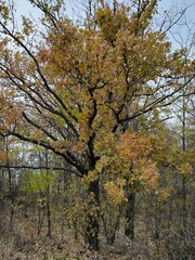 Fototapeta premium autumn in the park
