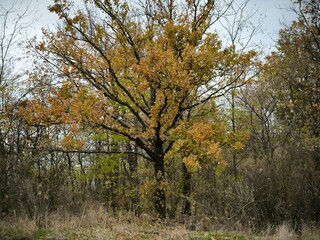 Obraz premium Oak forest 