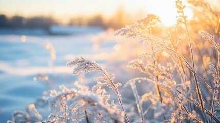 Close-up of frosted grass with golden winter sunlight