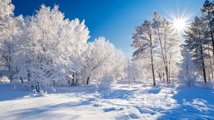 Obraz premium Snow-covered forest with bright sun shining through trees