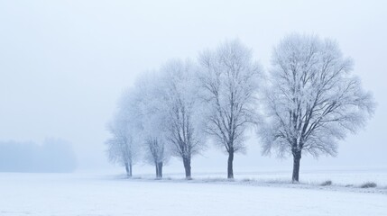 Row of frosted trees in misty winter landscape