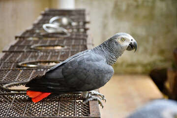 Obraz premium The grey parrot (Psittacus erithacus), also known as the Congo grey parrot or African grey parrot, parrot with green background sitting on the branch