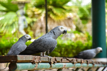 Obraz premium The grey parrot (Psittacus erithacus), also known as the Congo grey parrot or African grey parrot, parrot with green background sitting on the branch