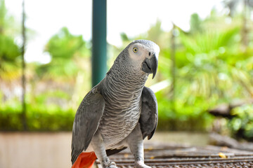 Obraz premium The grey parrot (Psittacus erithacus), also known as the Congo grey parrot or African grey parrot, parrot with green background sitting on the branch