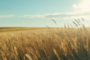 Fototapeta premium A scenic view of tall grass with the sun shining in the background, perfect for use in travel or nature-themed projects
