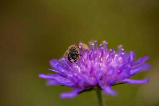 Wildbiene aud Ackerwitwenblume