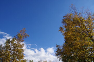 秋の景色、樹木と青空