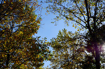 Obraz premium 秋の景色、樹木と青空