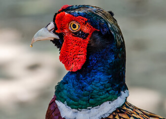 portrait of pheasant cock
