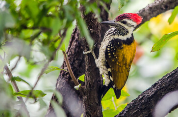 Black rumped flameback woodpecker, also known as the lesser golden-backed woodpecker or lesser goldenback, is a woodpecker found widely distributed in the Indian subcontinent.