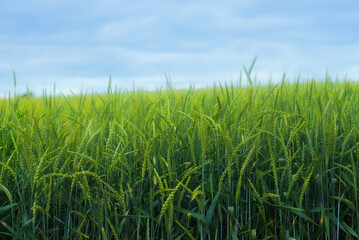 Fototapeta premium Fresh green corn below a blue sky