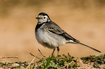 white wagtail is in the forest