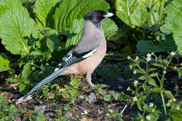 Black-headed Jay, or Lanceolated jay (Garrulus lanceolatus), Himalayan foothills of Uttarakhand, India.