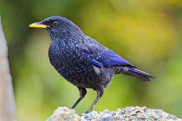 Blue Whistling Thrush (Myophonus caeruleus), standing very close, Uttarakhand, India.