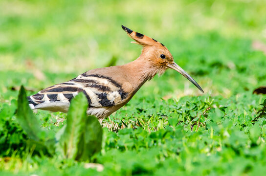 Eurasian Hoopoe or Common hoopoe (Upupa epops) - Hoopoes are colourful birds found across Afro-Eurasia, notable for their distinctive "crown" of feathers.