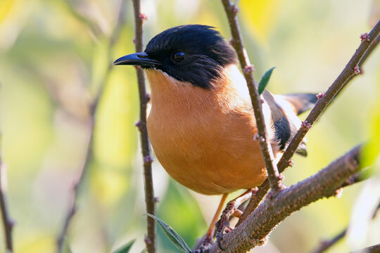 Rufous Sibia (Heterophasia capistrata) perched in a tree, very close, Uttarakhand, India.