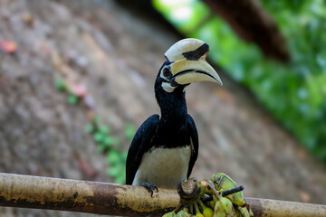 Oriental Pied Hornbill sitting on a stick