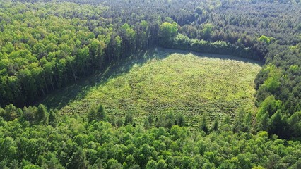 Drone Shot of New Trees Growing in Replanted Forest