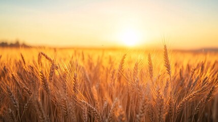 Fototapeta premium wheat field landscape golden sunset calm scenery
