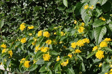 庭に咲く黄色い花