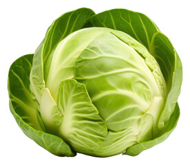 Obraz premium PNG Brussel sprout vegetable cabbage plant.