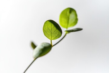 A close-up shot of a plant on a white background, ideal for product or lifestyle photography