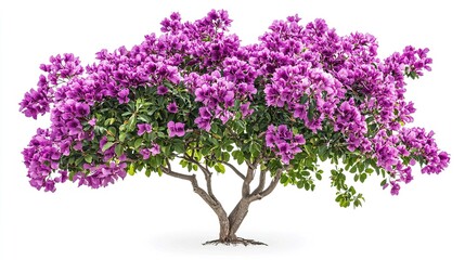 Isolated Blooming Flowering Bush with Vibrant Purple Flowers and Lush Green Leaves, Perfect Addition for Garden and Landscape Photography