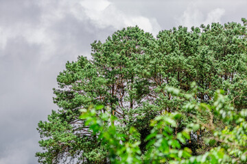 Flower garden landscape background, garden decoration in cafes and restaurants, for beauty and a photo corner for customers to relax and unwind their eyes.