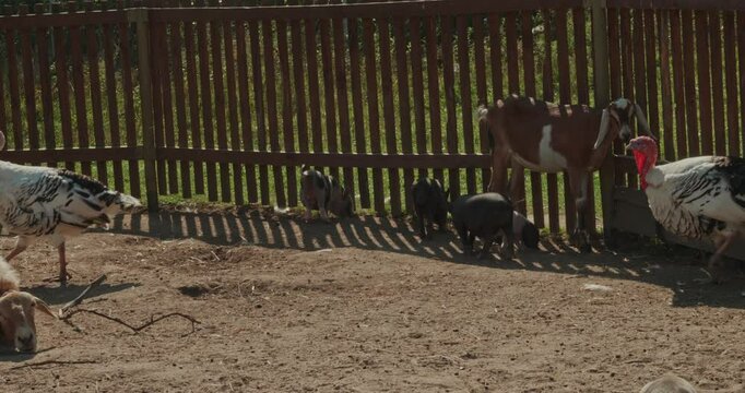 Lots of cute piglets in a barnyard at the zoo among goats, turkeys and sheep. Harmonious relationships among pigs and other inhabitants of the barnyard. Pig in the zoo.