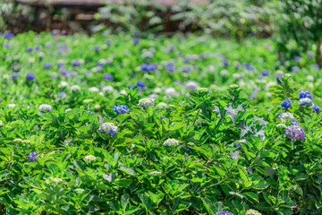 Flower garden landscape background, garden decoration in cafes and restaurants, for beauty and a photo corner for customers to relax and unwind their eyes.