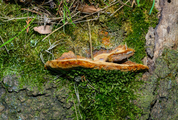 Phellinus robustus - saprophytic wood fungus on an old oak tree stump in a garden, Ukraine