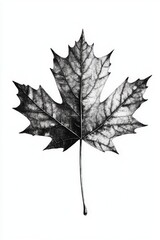 Fototapeta premium A close-up shot of a single leaf in black and white, suitable for use as a decorative element or in a design