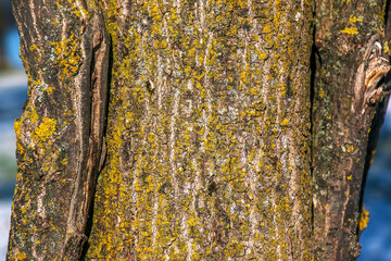 Background of the bark of an oak tree growing on the shore of Lake Traunsee in Austria in winter....