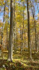 Sunny autumn season gold colored leaves vertical shot.