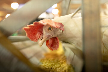 Livestock feed at a state fair. Male chicken raised for consumption is one of many poultry birds kept in metal cages at a local gathering of farmers and animal raising. Captive bird