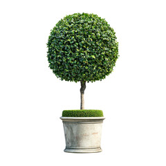 Spherical tree in a pot. Isolated on transparent background.