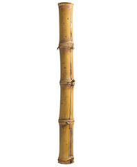 Close-up of a single bamboo stalk. Isolated on transparent white background, png