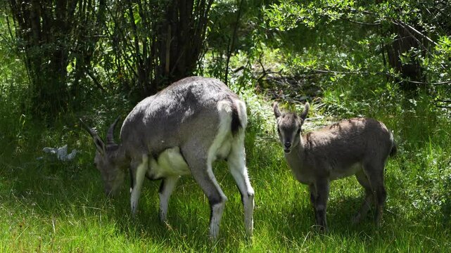 goats (Pseudois nayaur) in the forest