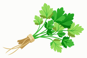 Fototapeta premium Coriander or cilantro (herb) tied in a bunch with twine, isolated on white