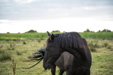 Pferd mit wehendem Schweif auf der Weide
