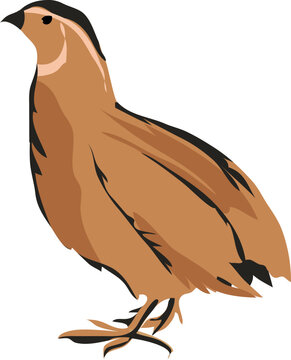 codornices which is translated as Common quail hand drawn flat design cartoon illustration