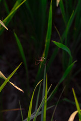 A tiny spider spins a web on a lea