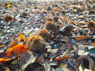 地面に落ちた銀杏