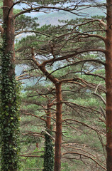Fototapeta premium Trees of a mountain forest, tree trunks with climbing vines, beauty of nature, Gerês mountain, Portugal